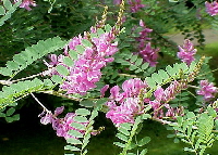 image of brown indigo flower