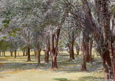 Logwood trees in Jamaica