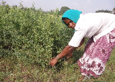 Harvesting indigo dye plants in Tamil Nadu