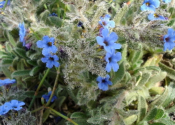 Alkanna tinctoria in flower (Jean Tosti) - a blue natural dye