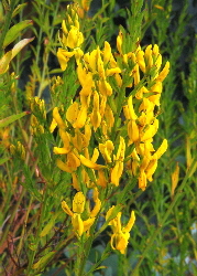Dyer's Greenweed flowers