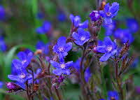 False Alkanet flowers - a blue natural dye