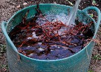 Washing madder dye plant roots - natural dyes