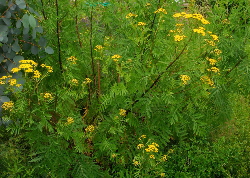 Tansy plants - a yellow natural dye plant