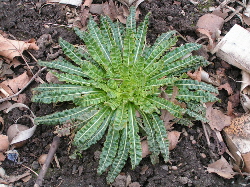 young weld dye plant