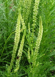 Weld natural dye plant in flower