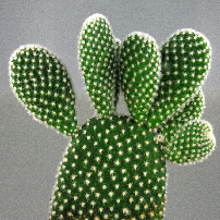Small Opuntia cactus  host of cochineal insects