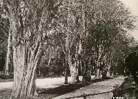 Avenue of Logwood trees in Cuba 1916 | Wild Colours natural dyes